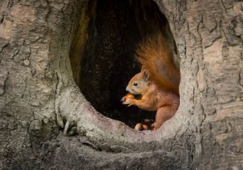 It's Squirrel Appreciation Day!