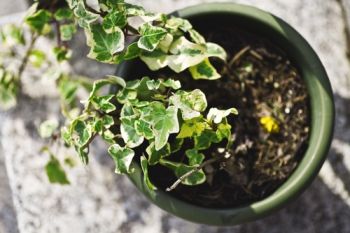 Ivy topiary