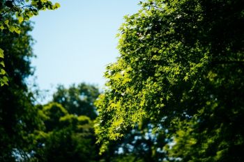 Join the National Tree Week