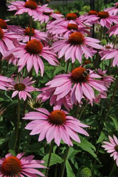 JULY – HTA PLANT OF THE MOMENT BRING IN THE BUTTERFLIES