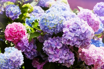 Landscaping with hydrangeas