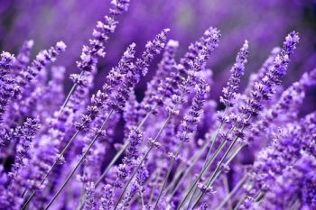 Lavender care