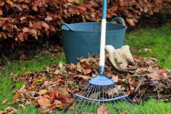 Leaves: the final bounty of the gardening year