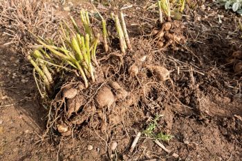 Lift dahlia tubers