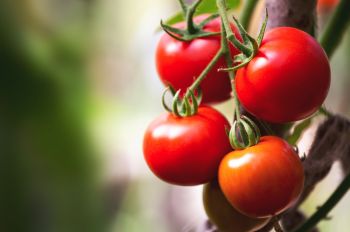 Look after your tomatoes well