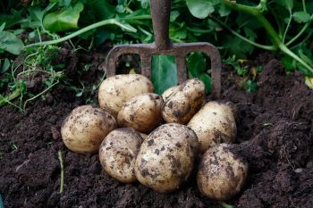 New Potatoes for Christmas Day!