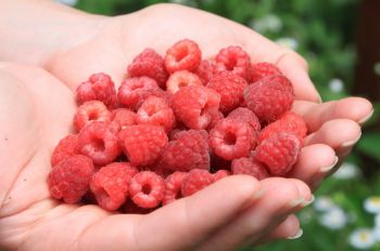 Enjoy your autumn raspberries