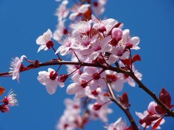 Japanese Cherries