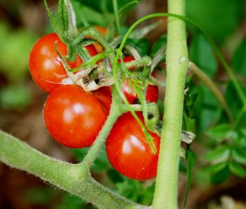 Water tomatoes with care