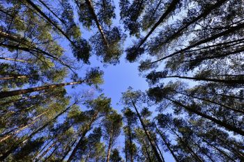 November's plants of the month are trees