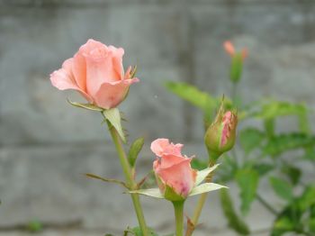 Prune your roses