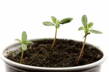 Thin out spring-sown seedlings