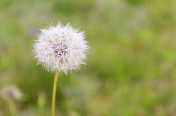 Keep on top of annual weeds