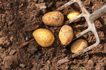 Harvest container-grown potatoes