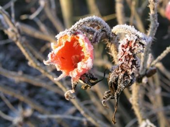 The first frosts are just around the corner