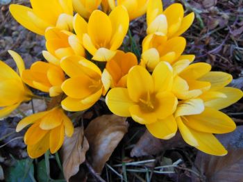 Stock up on spring bulbs