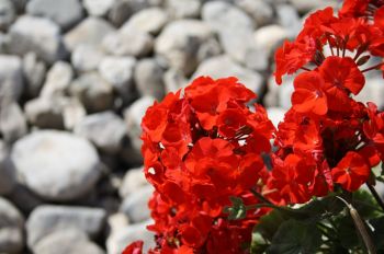 May's plant of the month is the pelargonium