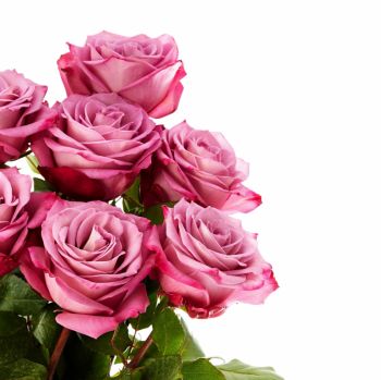 June's plant of the month is the rose