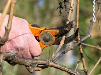 Cut back dogwoods hard this week