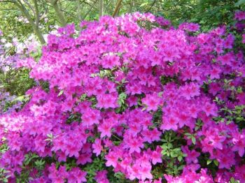 Plant of the week - Azalea