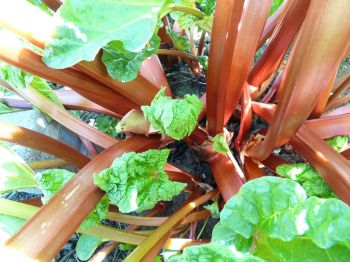 Plant rhubarb crowns