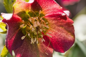 January's plant of the month is the hellebore