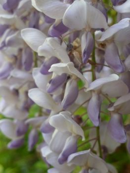 Prune wisteria