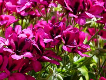 Bring in pelargoniums for the winter