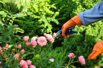 Prune early summer flowering shrubs