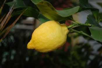 Move citrus outside