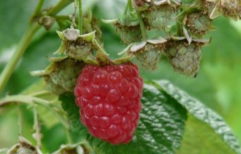 Plant bare-root fruit