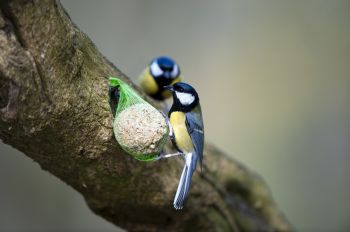 Start looking after your feathered friends