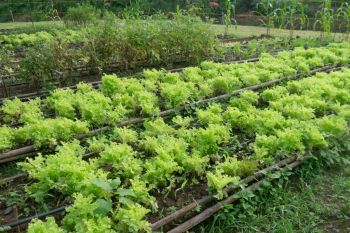 Start a square foot veg garden