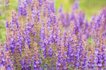 July's plant of the month is the salvia