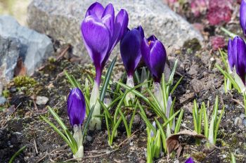 Plant autumn crocus corms now