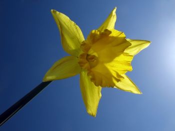 Daffodils