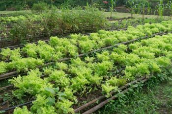 Plan a crop rotation