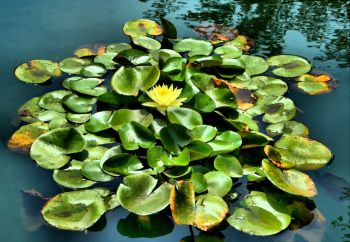 Tackle your pond weed