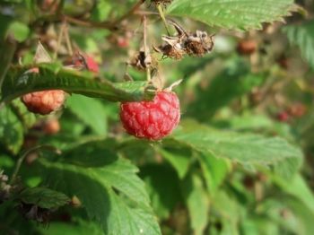 Plant raspberry canes