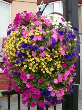 Beautiful Hanging Baskets