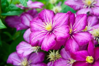 Prune clematis