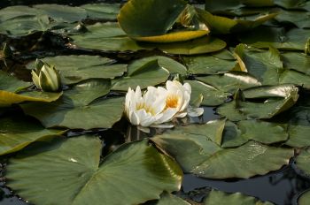 Protect ponds with netting