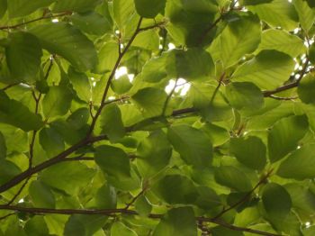 Plant new hedges