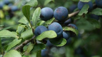 Plant an edible hedge