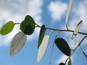 Coppice eucalyptus trees