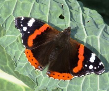 Wander among the butterflies this week