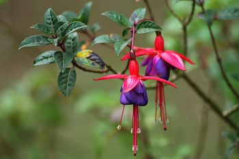 Prune hardy fuchsias