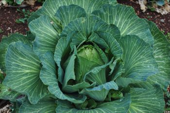 Sow spring cabbages