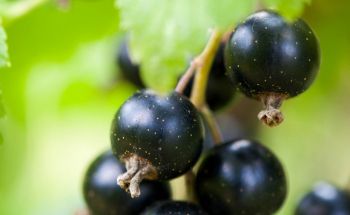 Prune your blackcurrants