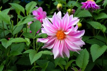 Lift dahlia tubers